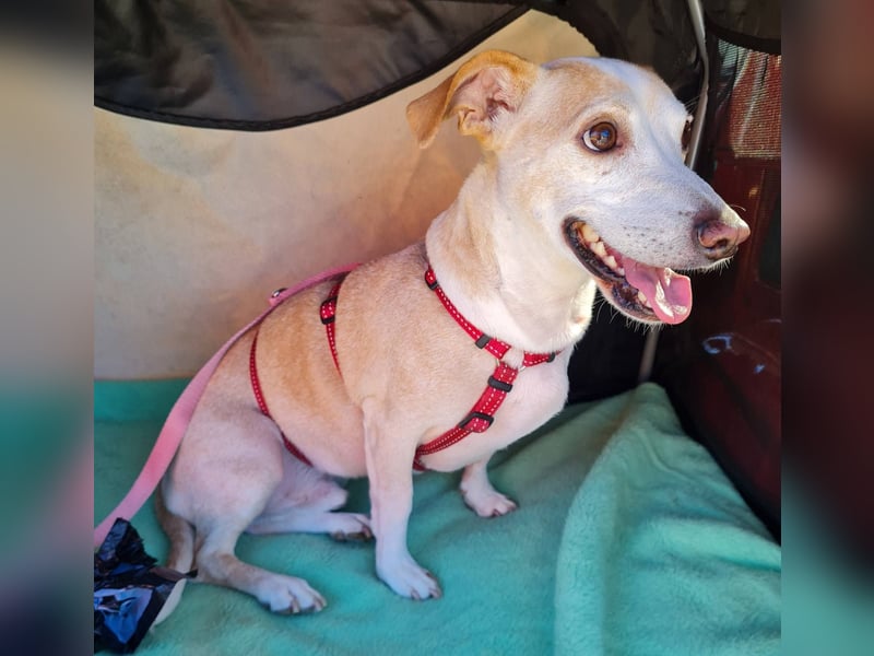 ❤️GOYO❤️       ❗In Deutschland auf einer Pflegestelle ❗