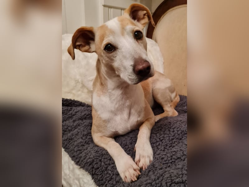 ❤️GOYO❤️       ❗In Deutschland auf einer Pflegestelle ❗