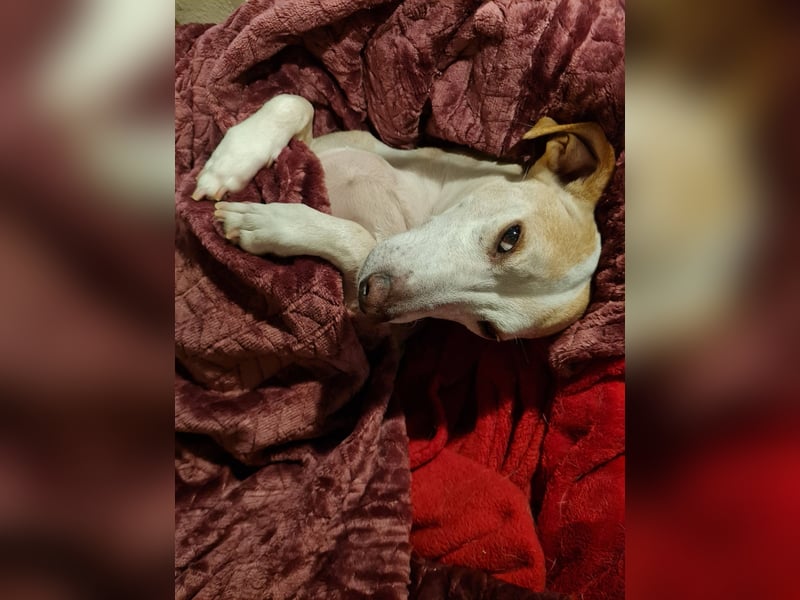 ❤️GOYO❤️       ❗In Deutschland auf einer Pflegestelle ❗