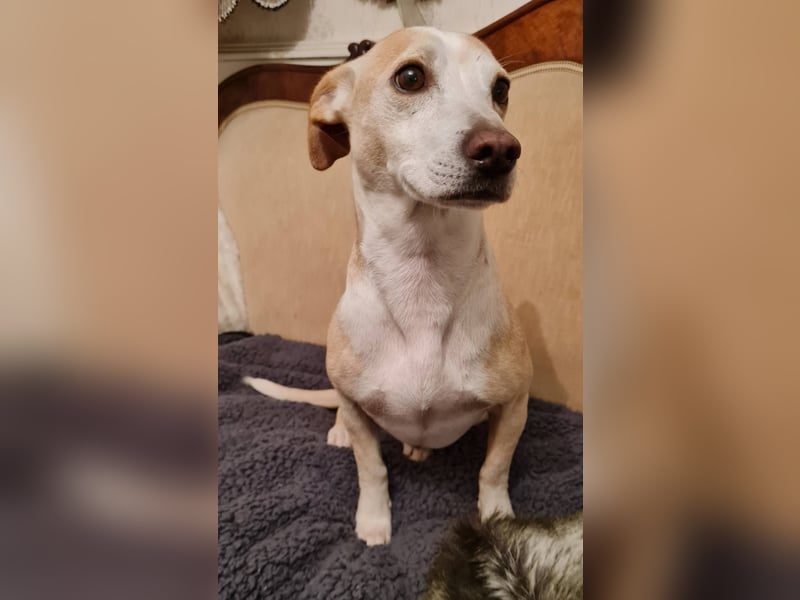 ❤️GOYO❤️       ❗In Deutschland auf einer Pflegestelle ❗