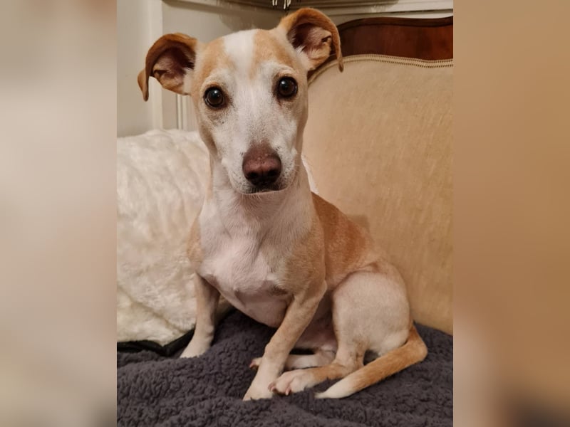 ❤️GOYO❤️       ❗In Deutschland auf einer Pflegestelle ❗