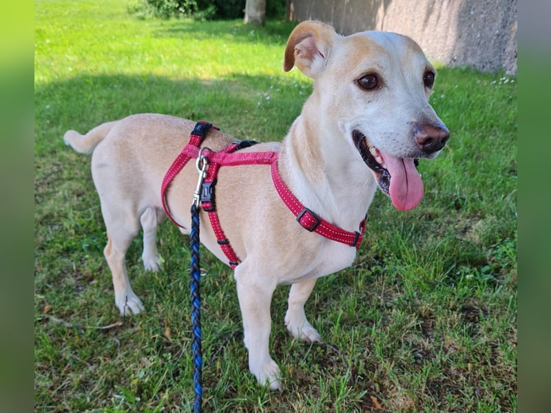 ❤️GOYO❤️       ❗In Deutschland auf einer Pflegestelle ❗