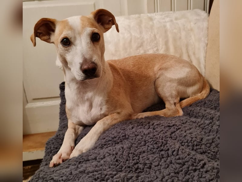 ❤️GOYO❤️       ❗In Deutschland auf einer Pflegestelle ❗