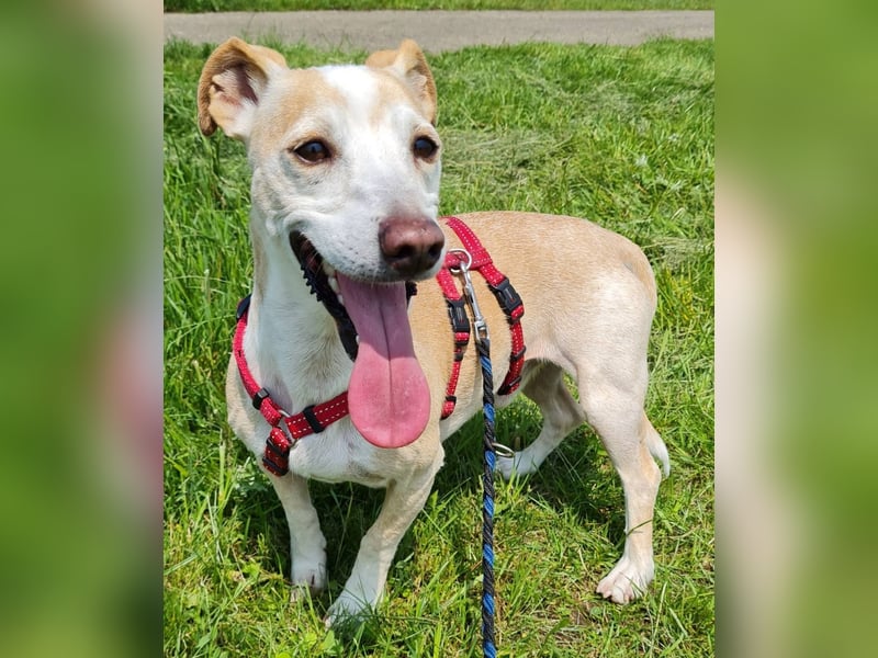 ❤️GOYO❤️       ❗In Deutschland auf einer Pflegestelle ❗