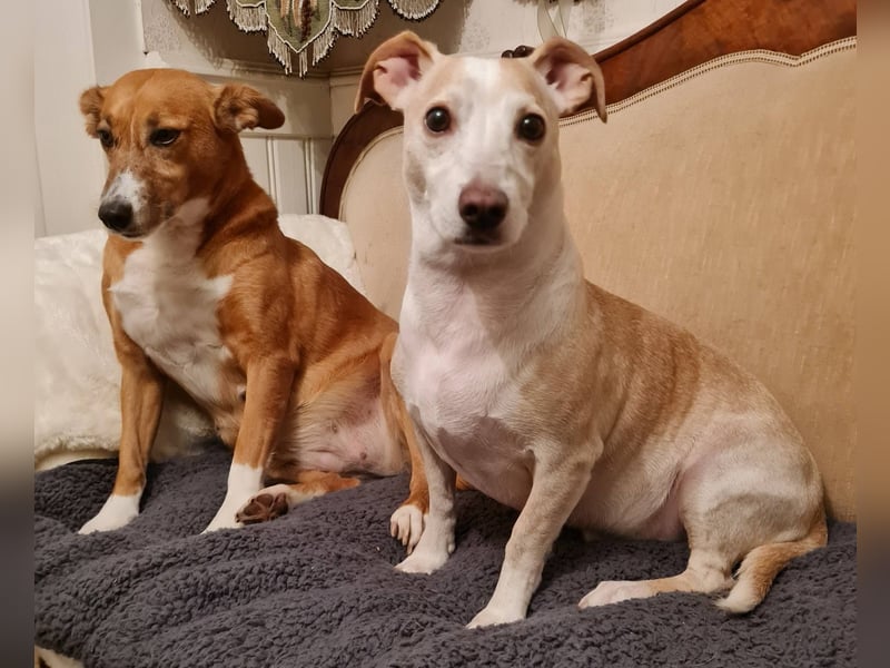 ❤️GOYO❤️       ❗In Deutschland auf einer Pflegestelle ❗