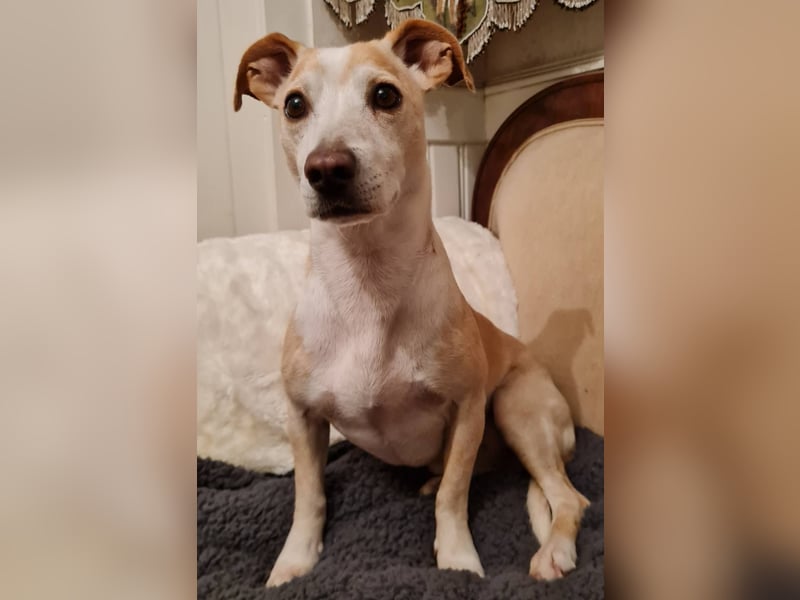 ❤️GOYO❤️       ❗In Deutschland auf einer Pflegestelle ❗