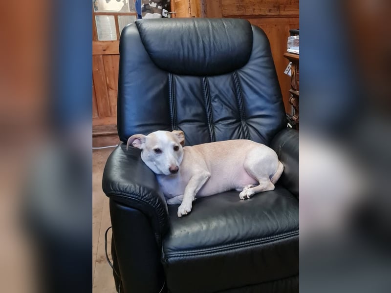 ❤️GOYO❤️       ❗In Deutschland auf einer Pflegestelle ❗