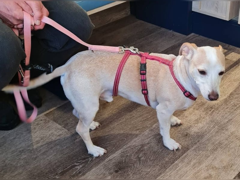 ❤️GOYO❤️       ❗In Deutschland auf einer Pflegestelle ❗