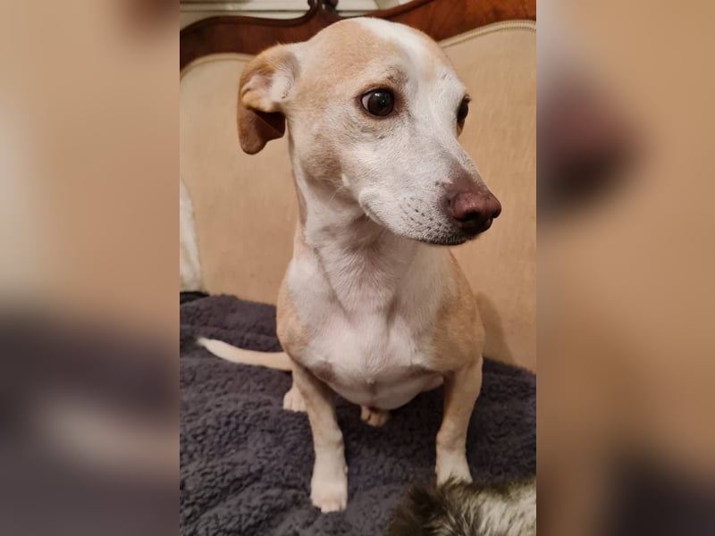 ❤️GOYO❤️       ❗In Deutschland auf einer Pflegestelle ❗