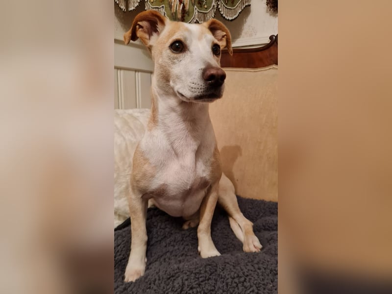 ❤️GOYO❤️       ❗In Deutschland auf einer Pflegestelle ❗