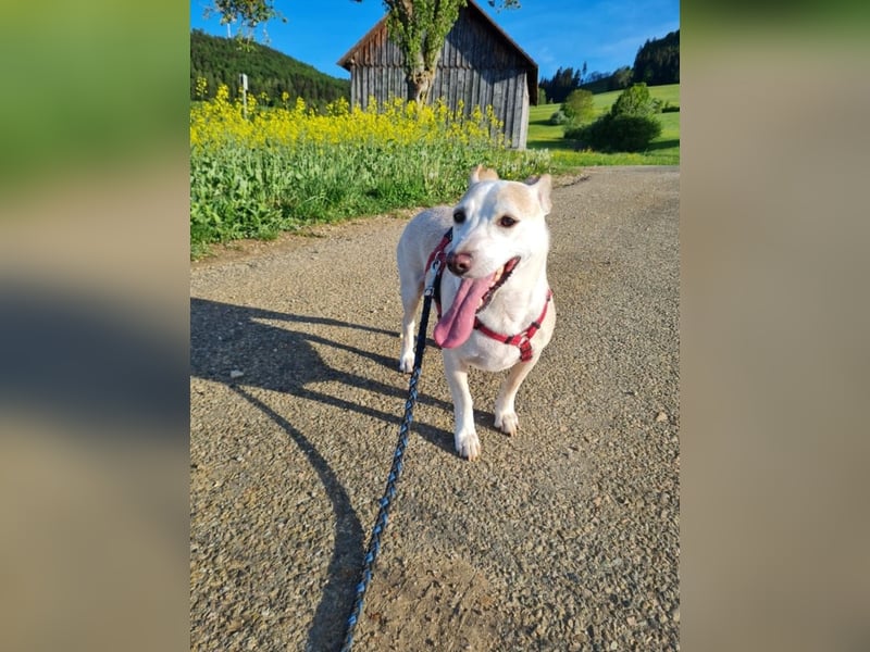 ❤️GOYO❤️       ❗In Deutschland auf einer Pflegestelle ❗
