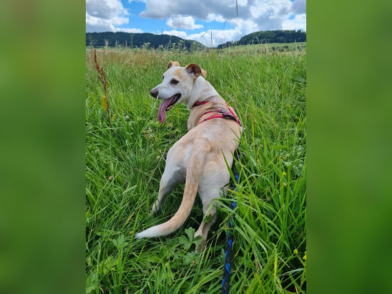 ❤️GOYO❤️       ❗In Deutschland auf einer Pflegestelle ❗