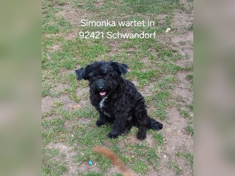 Simonka wartet in 92421 Schwandorf