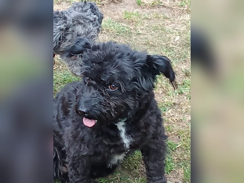 Simonka wartet in 92421 Schwandorf