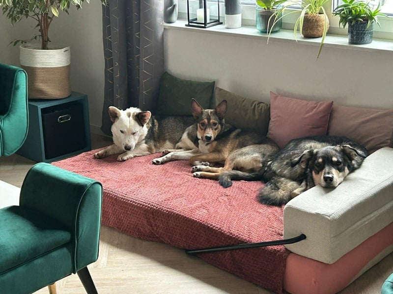 Felix - ein sensibler Begleiter