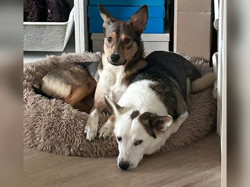 Felix - ein sensibler Begleiter