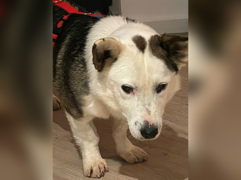 Felix - ein sensibler Begleiter