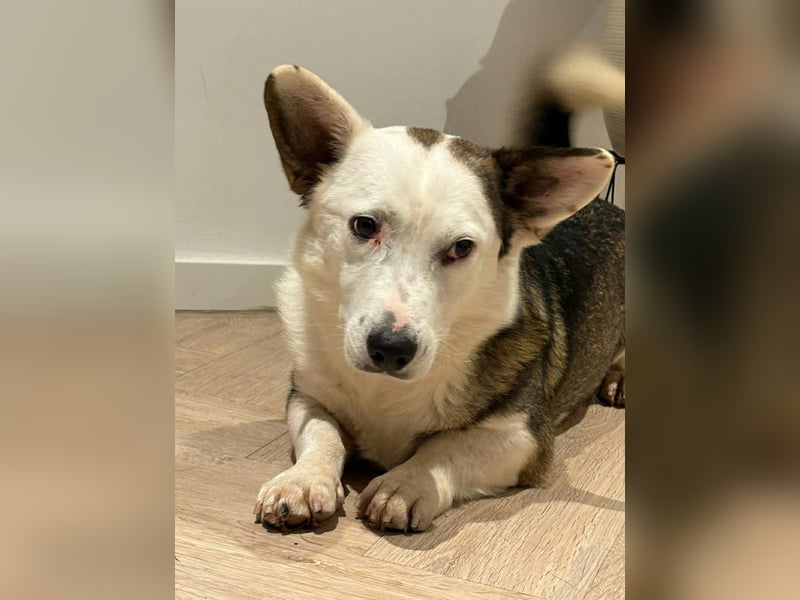 Felix - ein sensibler Begleiter