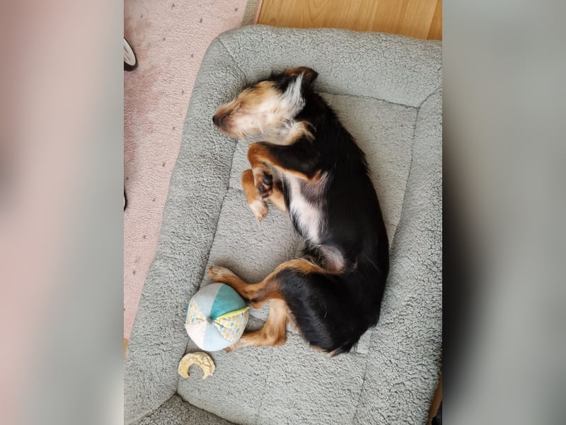 Fillip sucht ein zu Hause auf dem Land