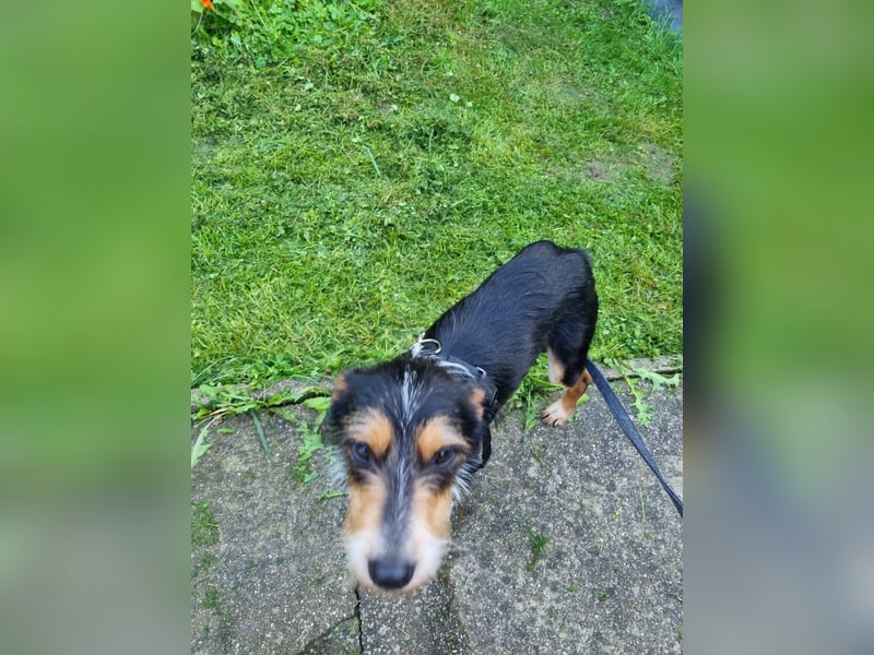 Fillip sucht ein zu Hause auf dem Land