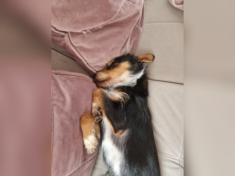 Fillip sucht ein zu Hause auf dem Land