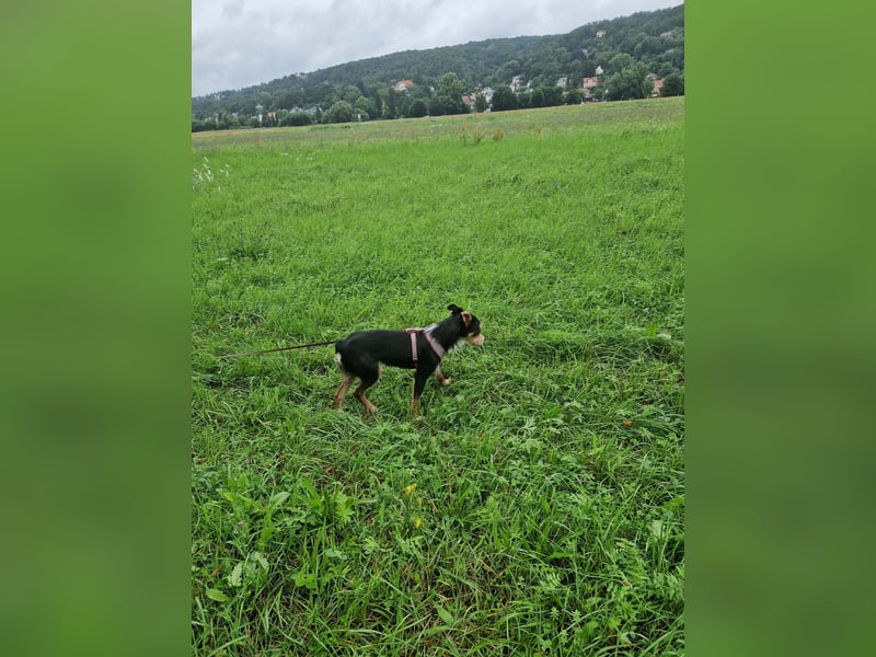 Fillip sucht ein zu Hause auf dem Land