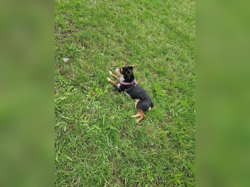 Fillip sucht ein zu Hause auf dem Land