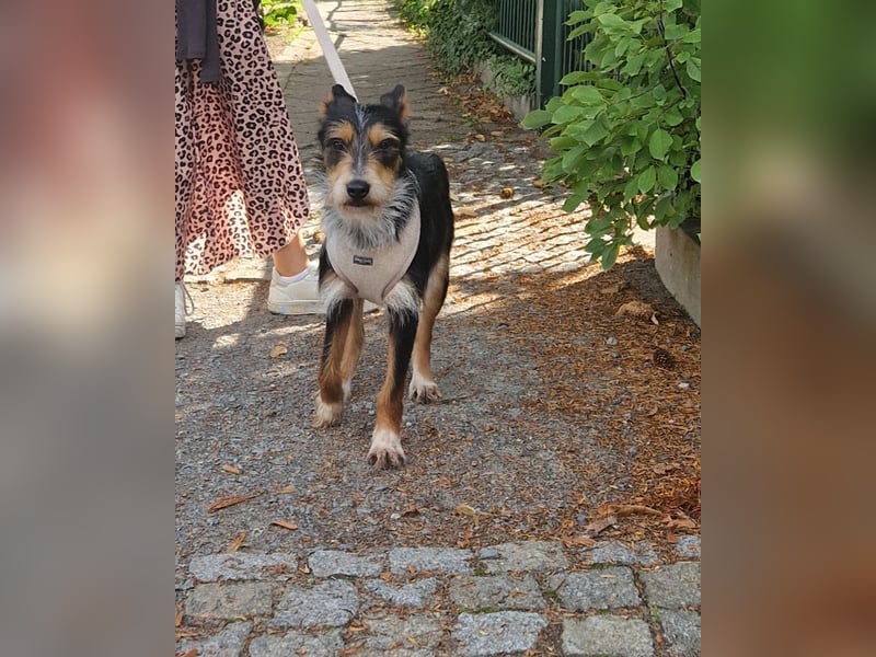 Fillip sucht ein zu Hause auf dem Land