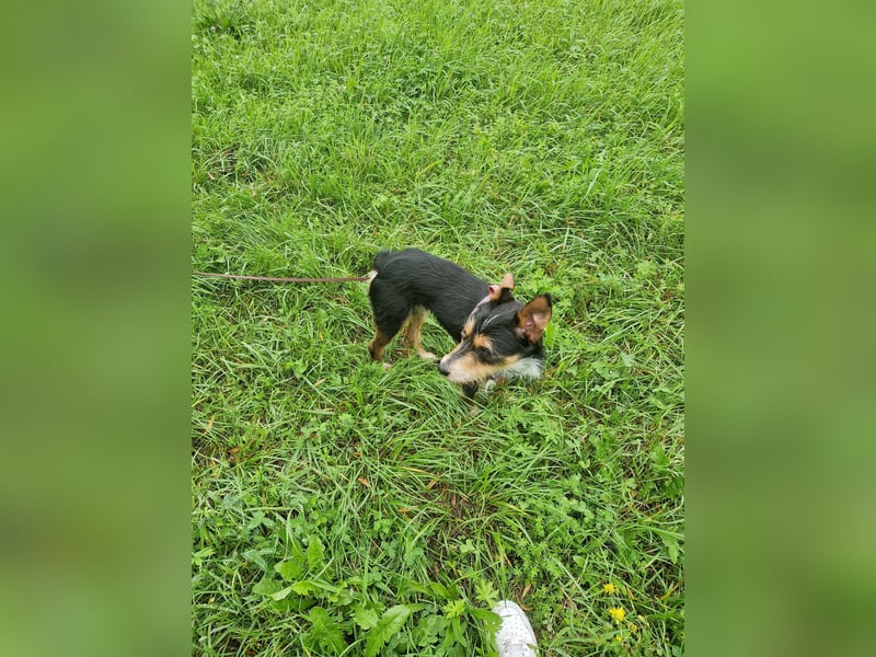 Fillip sucht ein zu Hause auf dem Land