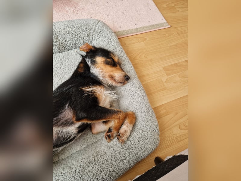 Fillip sucht ein zu Hause auf dem Land