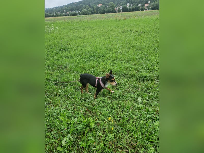 Fillip sucht ein zu Hause auf dem Land