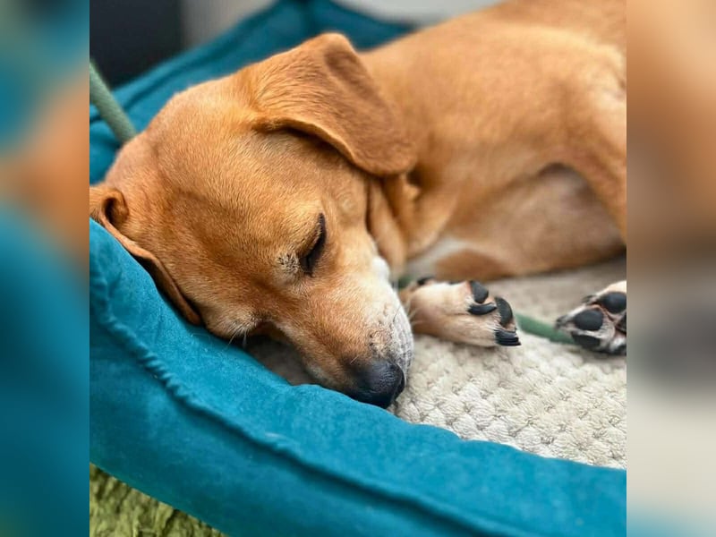 Luna - ist ein kluger Sturkopf