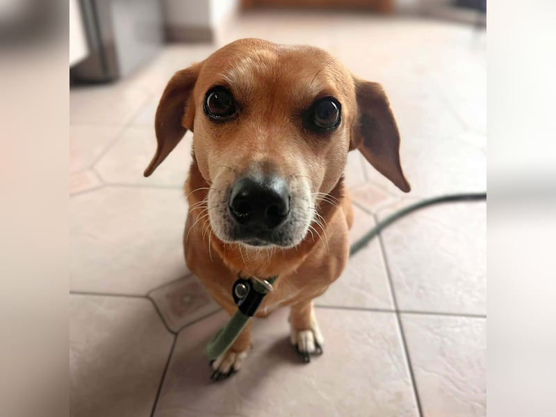 Luna - ist ein kluger Sturkopf