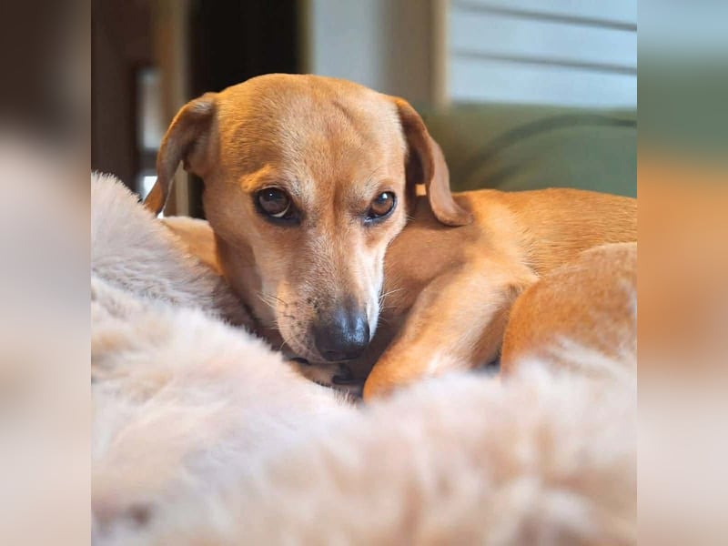 Luna - ist ein kluger Sturkopf