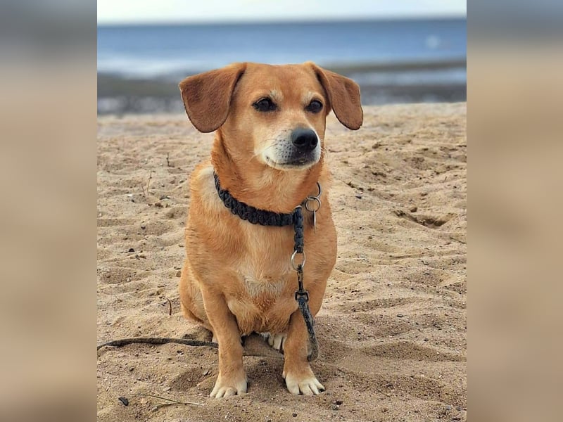 Luna - ist ein kluger Sturkopf