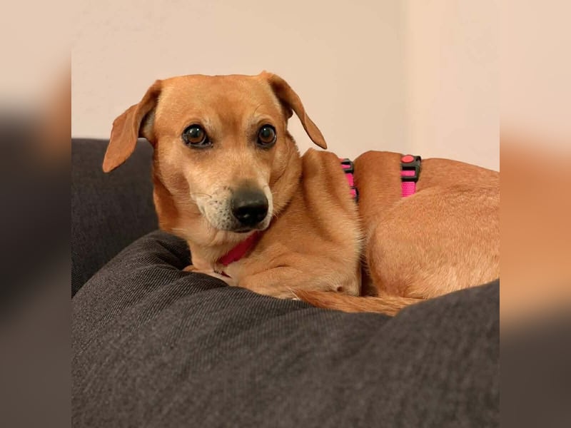 Luna - ist ein kluger Sturkopf