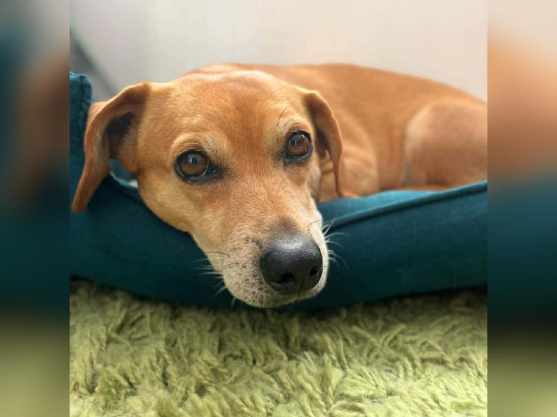 Luna - ist ein kluger Sturkopf