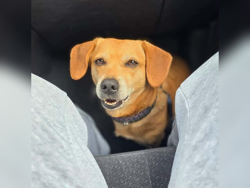 Luna - ist ein kluger Sturkopf