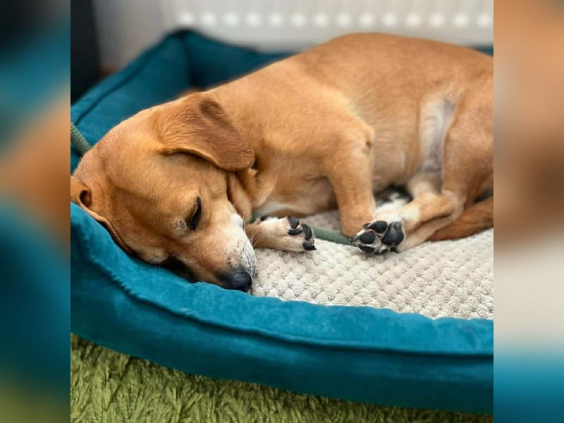 Luna - ist ein kluger Sturkopf