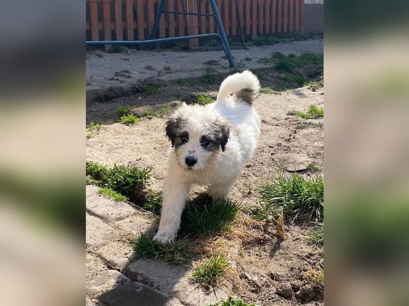 Welpe BALU sucht sein Körbchen!