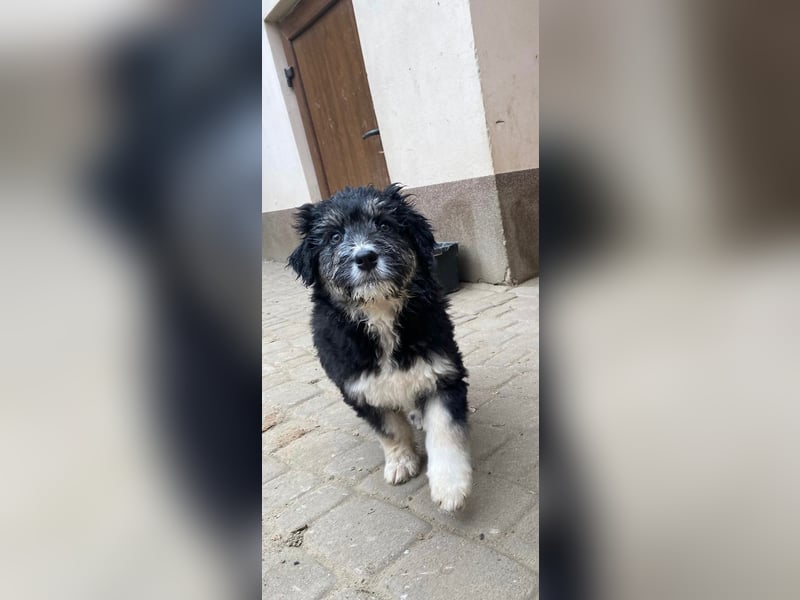 Welpendame LOLLY sucht ihr Körbchen