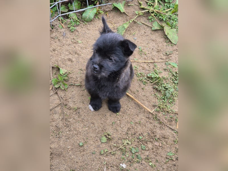 Welpendame CHAI braucht ein warmes Körbchen...