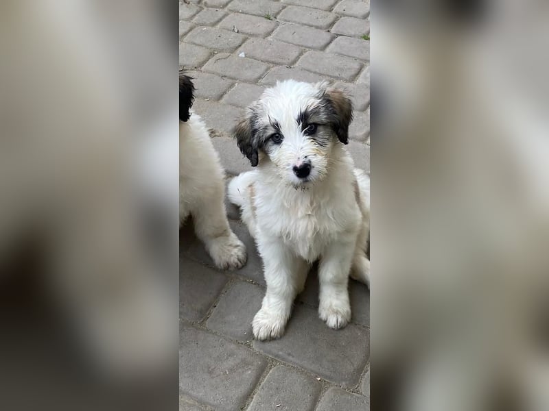 Welpendame SUNNY sucht ihr Körbchen!