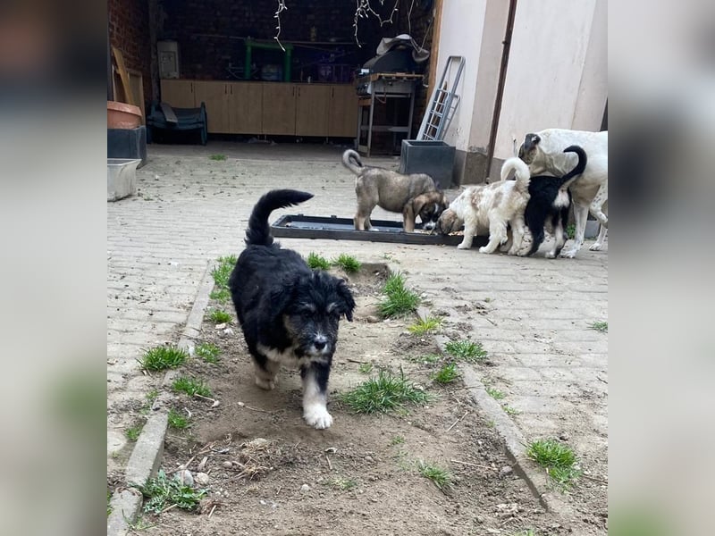 Welpe LINO sucht sein Körbchen!