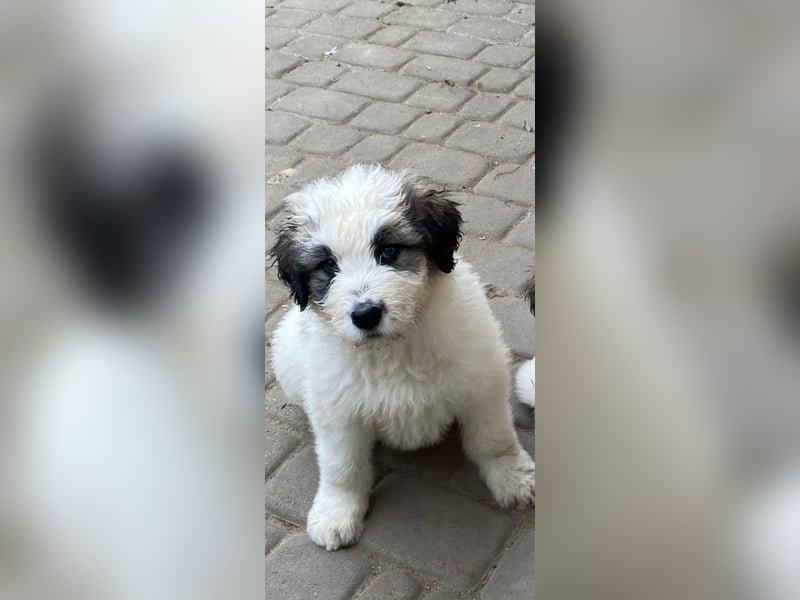 Welpe BALU sucht sein Körbchen!