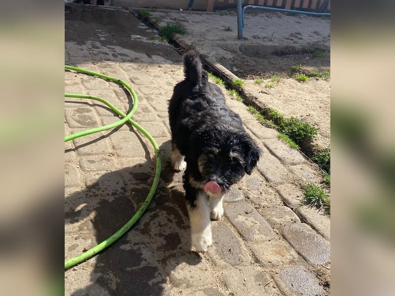 Welpe LINO sucht sein Körbchen!