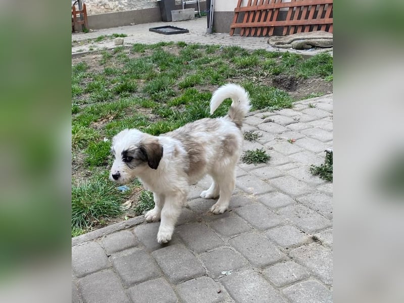 Welpendame SUNNY sucht ihr Körbchen!