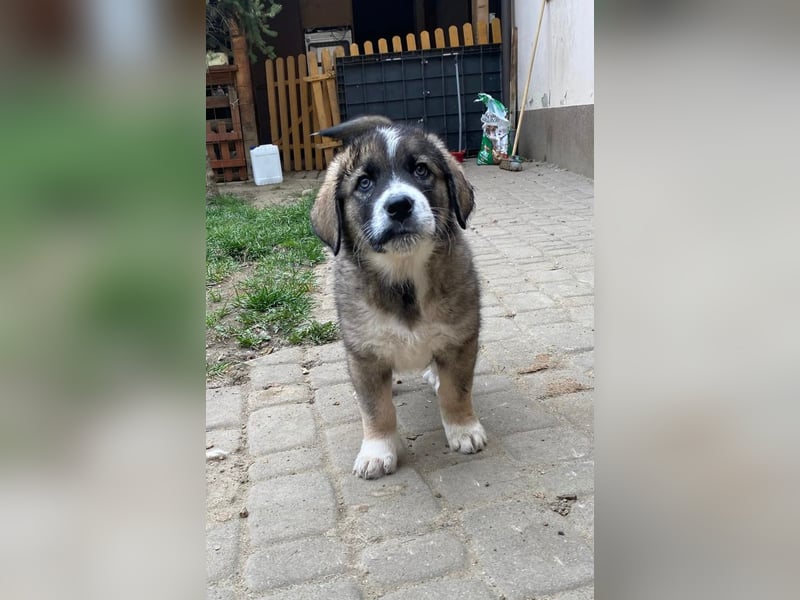 Welpe BENJI sucht sein Körbchen