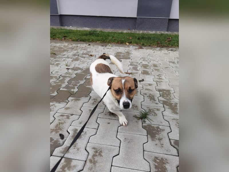 Aktiver COOPER sucht sein Für-immer-Zuhause!