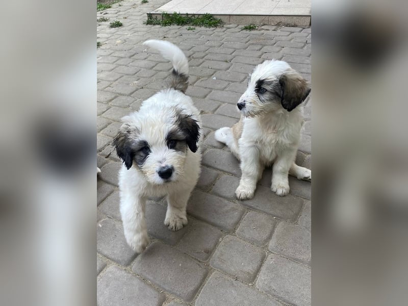 Welpe BALU sucht sein Körbchen!